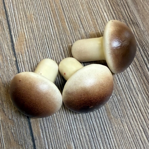 LARP - Props - Lebensmittel - Paula Pilz braun - Lagerdekoration, Theater, Karneval, Fasching