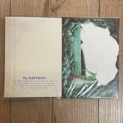 Postkarte - Briar - Enchanted Tree - Hawthorn/ Weißdorn - Ausverkauf