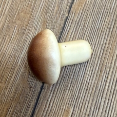 LARP - Props - Lebensmittel - Paula Pilz braun - Lagerdekoration, Theater, Karneval, Fasching